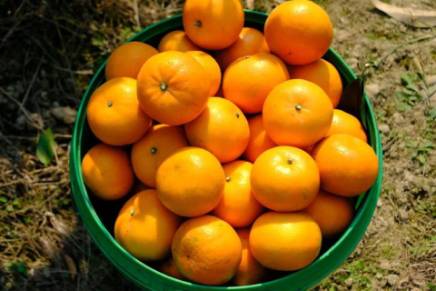 150万吨武鸣沃柑上市，热销东南亚