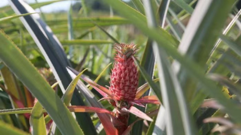 冰糖红”和“红珍珠”，两款红皮菠萝即将上市