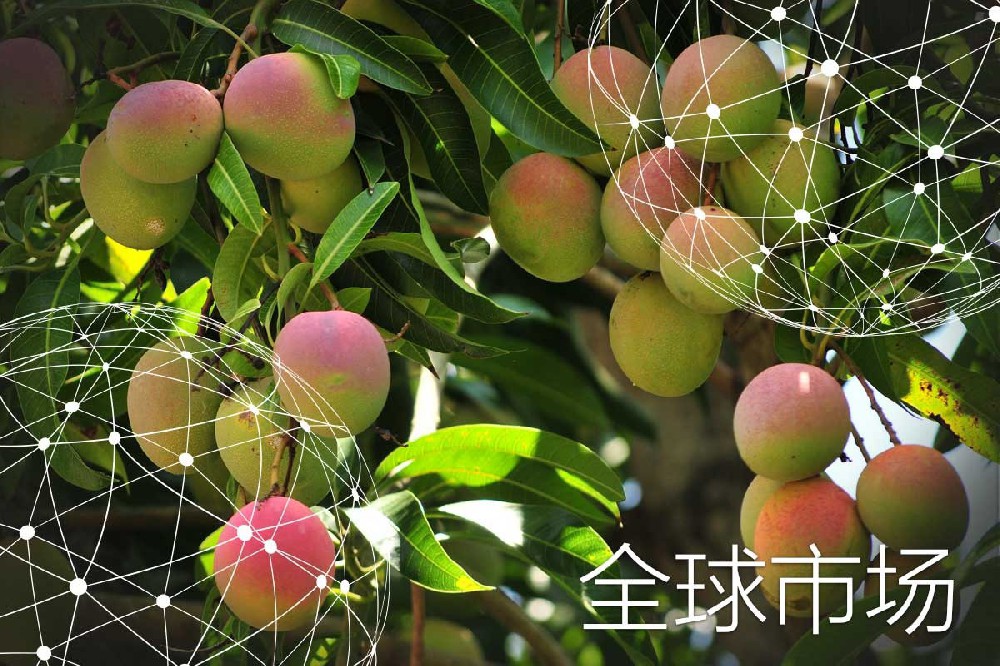 全球市场报告：芒果